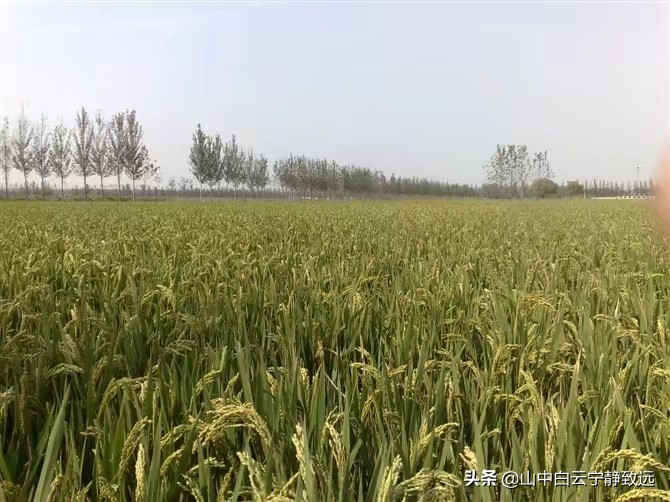 济宁各地区方言,济宁搞笑方言视频