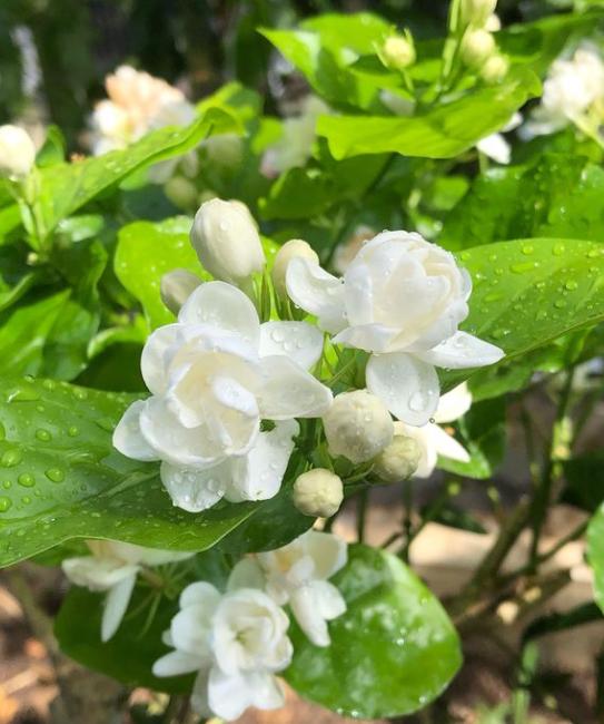 养花土壤碱大怎么弄,家里养花用水碱性太大了怎么办