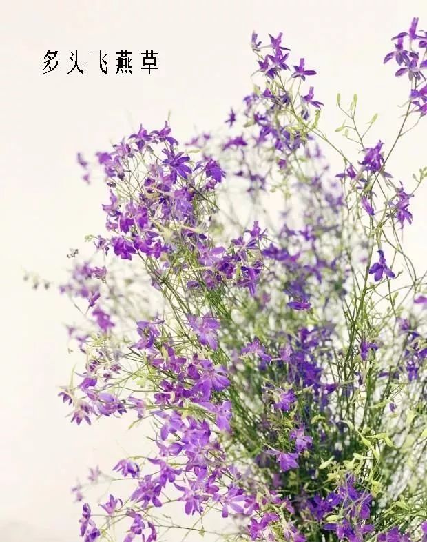 鲜花店常见花材品种大全,花店里同款的两种不同价格的花材