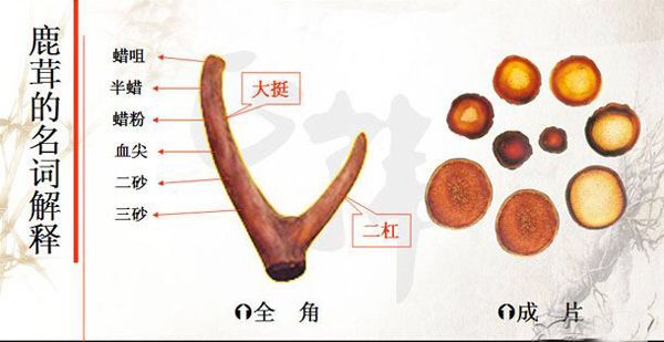 鹿茸的鉴别方法,泡过酒的鹿茸鉴别