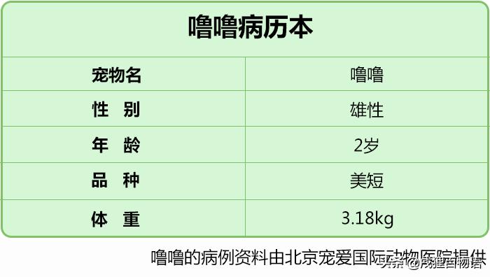 猫咪得了猫瘟初期症状,猫咪得了猫瘟治疗得多少钱