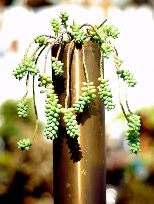 多肉老桩速成法根本用不了三五年,多肉怎么养成老桩小技巧