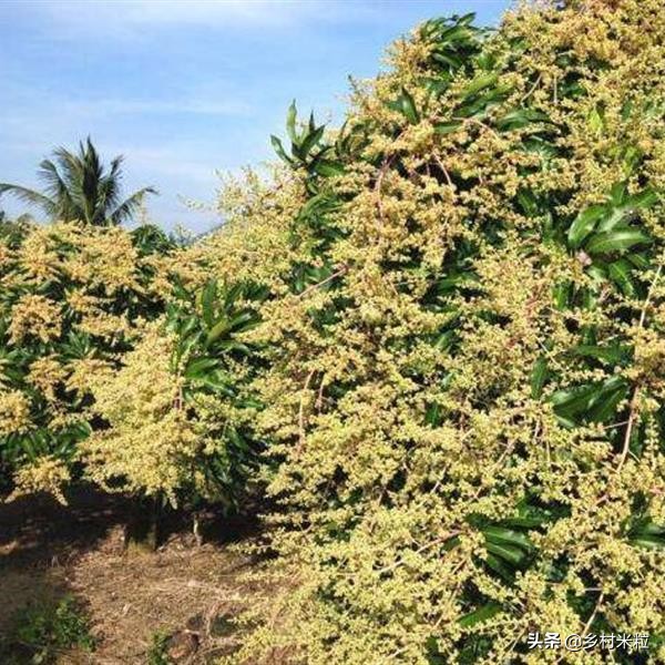 芒果买回几天为啥长黑斑,芒果买回来几天就有黑点能吃吗