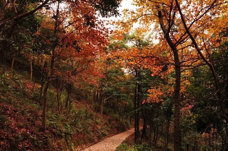爬完所有雪山就释怀,爬完所有的名山