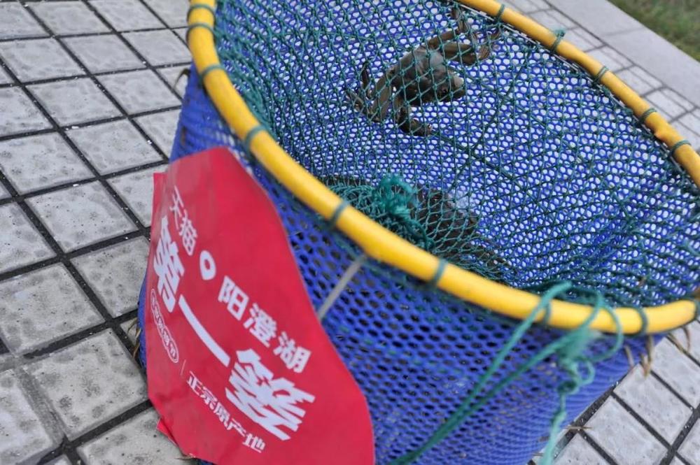 苏宁阳澄湖大闸蟹,苏宁易购官网阳澄湖大闸蟹