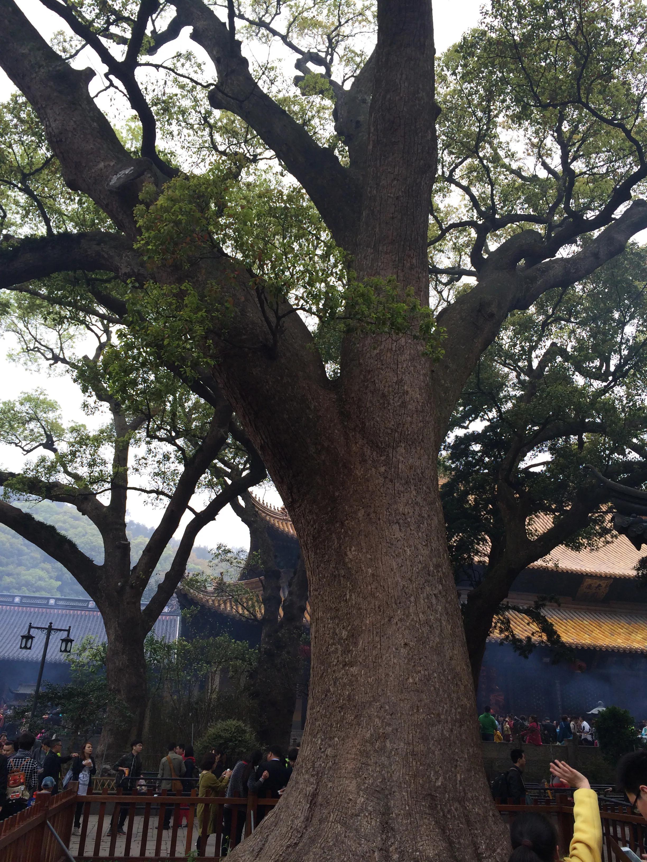 自驾游普陀山旅游攻略,广州到普陀山旅游攻略