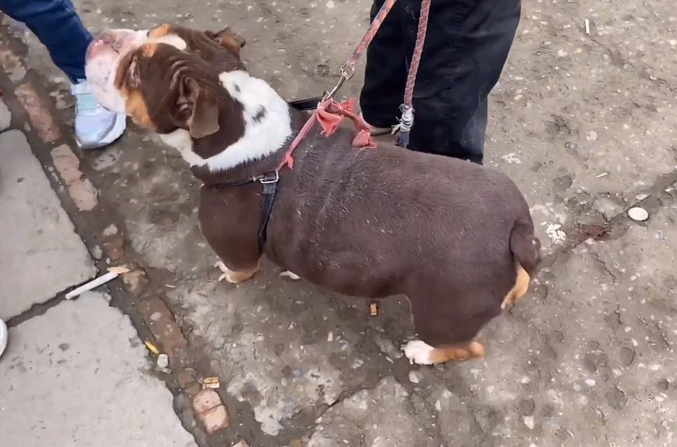 河南:5年前17万买的英牛,如今沦落到狗市,网友:3000都嫌贵