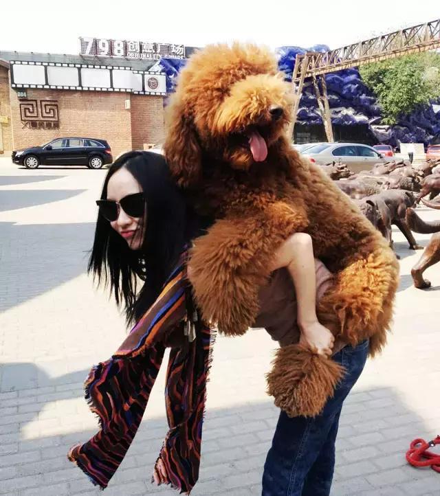 巨型贵宾犬为什么那么少人养,为什么喜欢养巨型贵宾犬