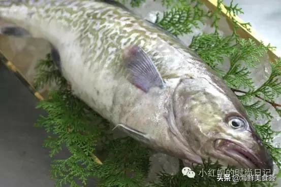 一般超市的鱼有几种,超市常见鱼品种