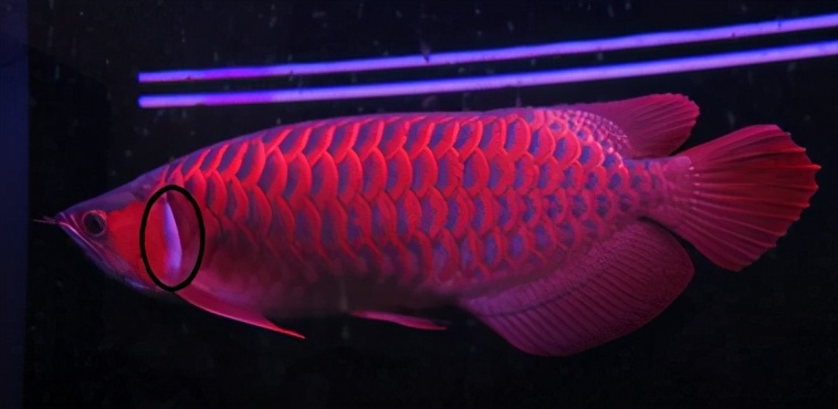 龙鱼疾病治疗视频,龙鱼常见病100种