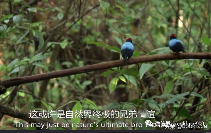 你这个坏怂，尽显渣之本色