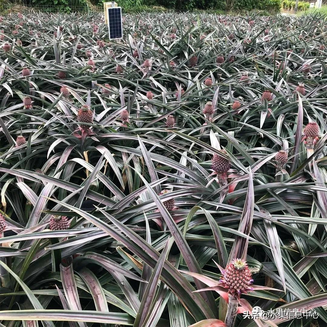 日本进口的菠萝,日本菠萝