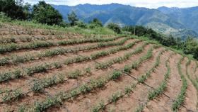 同心奔小康·柞水行|“山茶娃”凝聚浓浓“山海情”