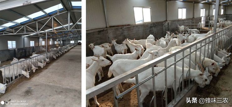 探秘山东最大羊奶厂！羊奶到底有没有膻味？