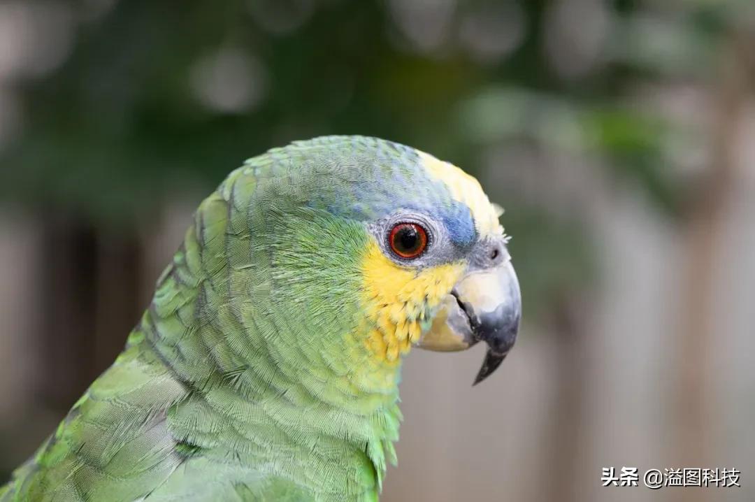 尼康z50mm2.8s微距,尼康z1052.8微距镜头