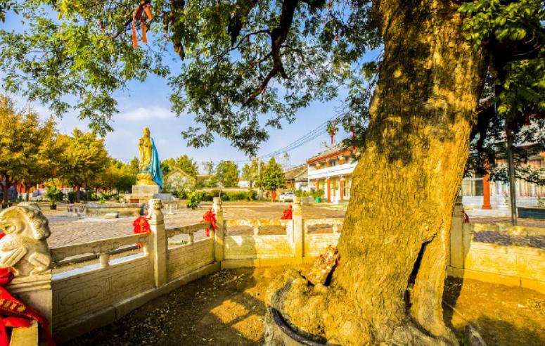 白云禅寺中有许多宝贝,为何最重要的宝贝,竟是“铁锅”槐?