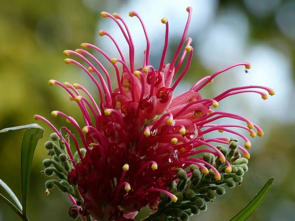 西双版纳风景之旅自由行旅游攻略,邂逅雨林西双版纳秘境之旅