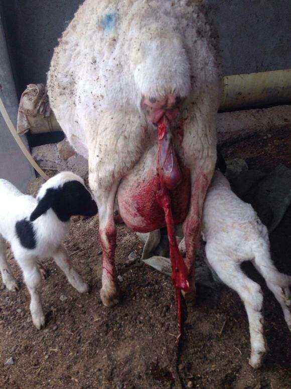 羊子宫里发炎,羊子宫发炎用什么药