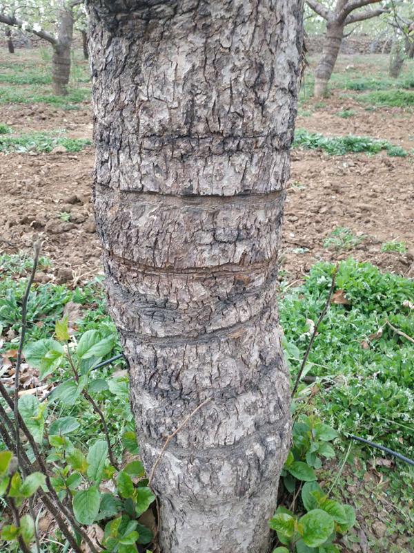 苹果树环切的正确方法,苹果树环切教学