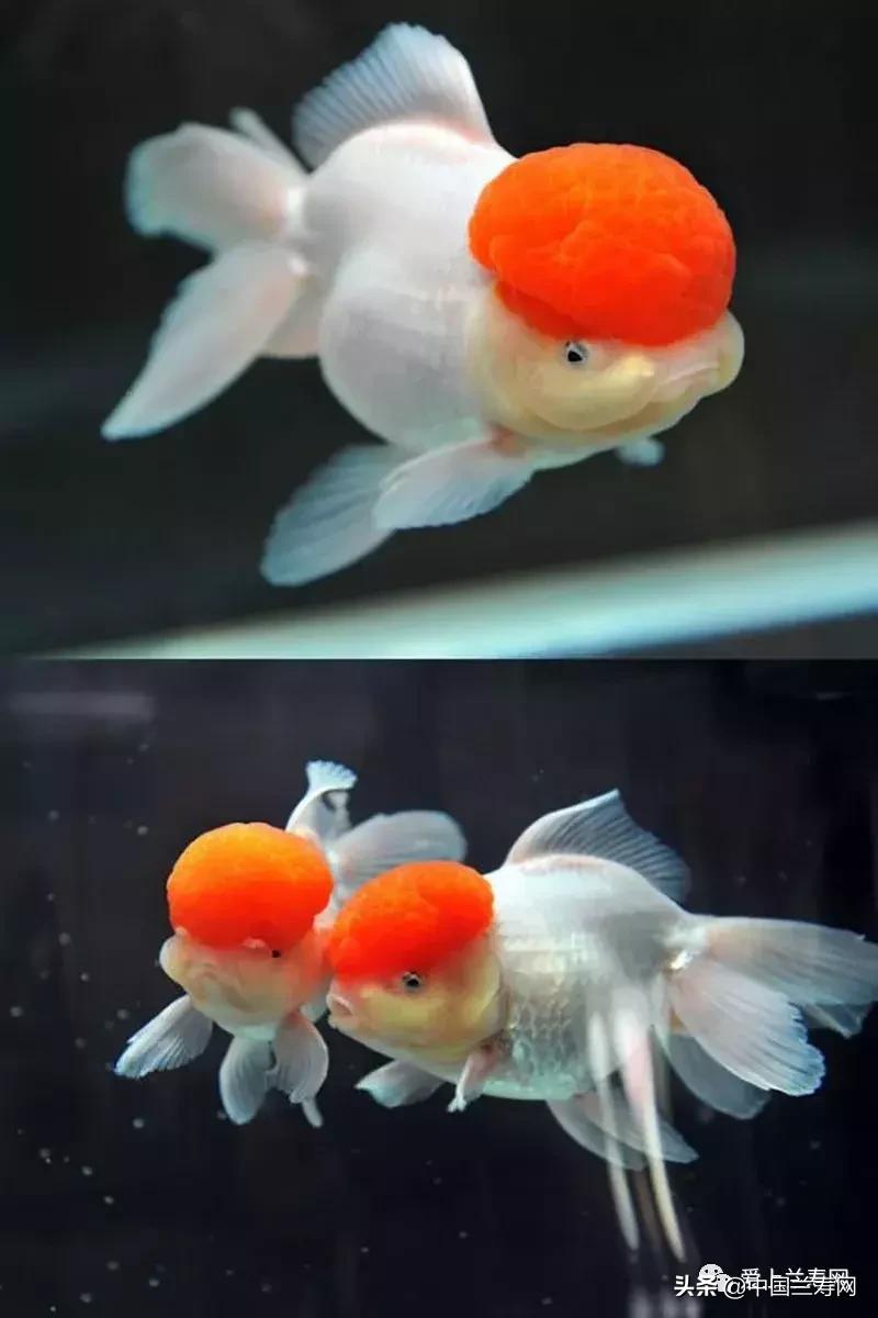 鹤顶红金鱼多久能长大,金鱼品种介绍之鹤顶红
