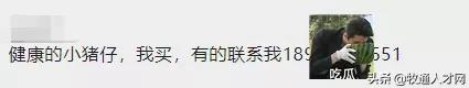 仔猪50元贱卖，远低牧原正邦成本价诱发猪市抄底，双胞胎收猪苗了