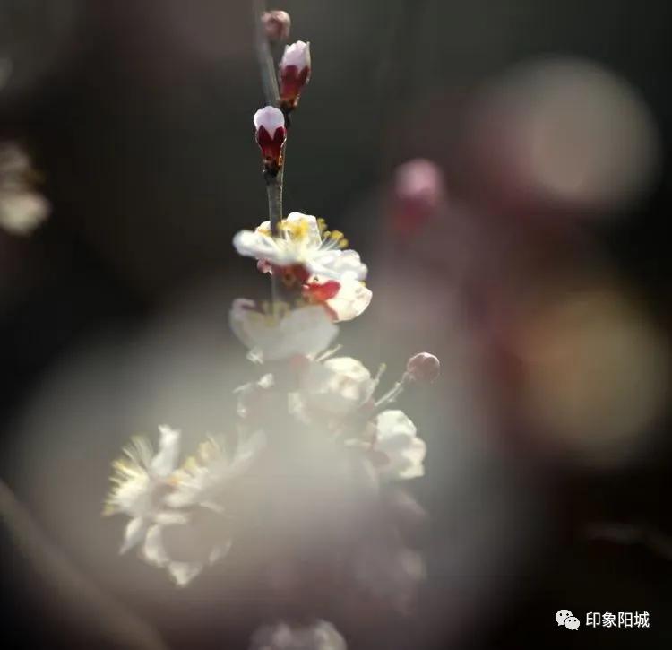 晋城哪里可以春游,晋城附近春游景点