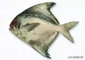 便宜常见海鲜鱼有哪些,各种名贵鱼的种类