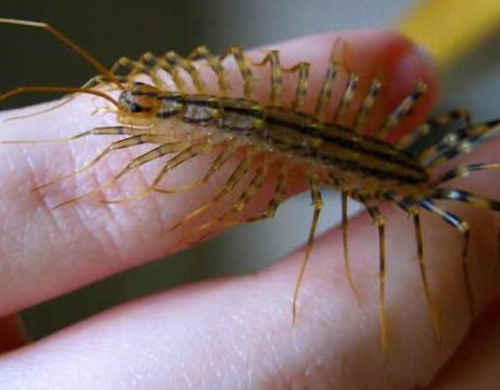 家里看到这种虫子千万不要用手打,在家中遇到这些虫子一定要小心