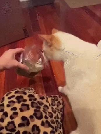 俄罗斯猫敢惹吗,俄罗斯猫有多凶猛