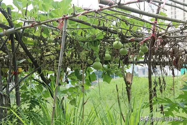 这道夏天常吃的菜，把4岁娃送进医院抢救