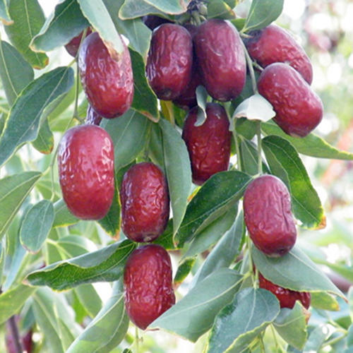 红枣哪种颜色比较好,干红枣什么颜色才好