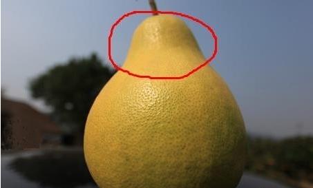 水果商贩,水果摊贩为什么不选椰子卖