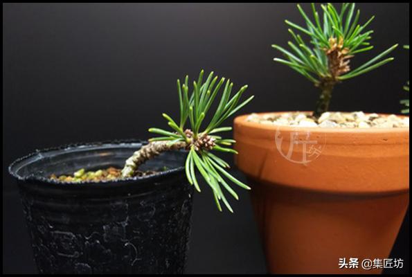 幼苗不好养?盆器很关键!以松类盆景为例,浅谈盆景幼苗养护技巧