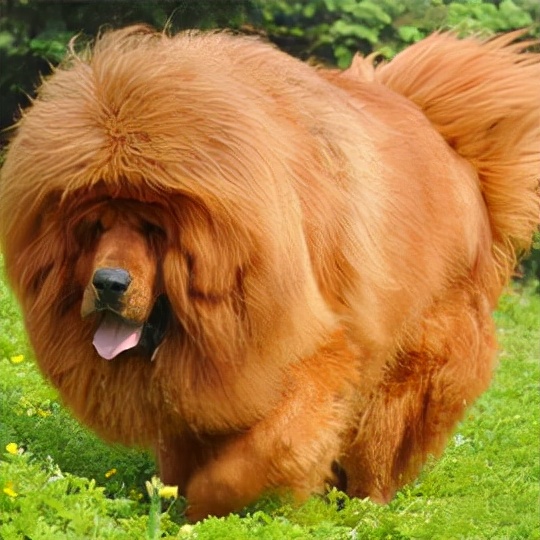 家庭不可以养什么狗,家庭不能养鹦鹉吗