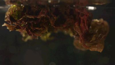 饿着肚子看美食对身体好吗,饿着肚子看别人吃饭的危害