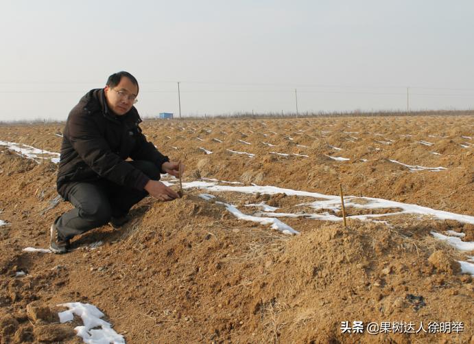 桃树种植技术有哪些,y字形桃树怎样建园