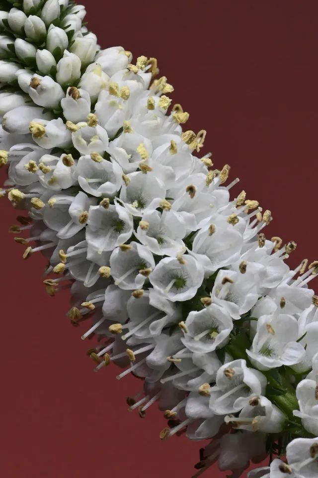 尼康105-2.8d微距镜头,尼康z1052.8s镜头拍摄效果