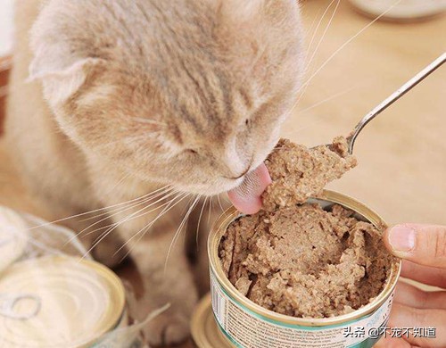 猫口炎不严重需要拔牙吗,猫口炎拔牙仍不能治愈的原因