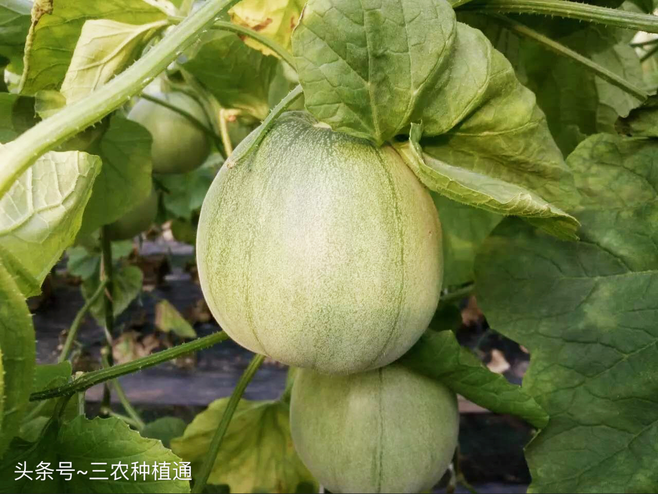 春季冷棚绿宝甜瓜种植技术,种植绿宝瓜的小妙招