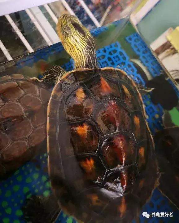 中华花龟年龄怎么看,中华花龟怎么知道有蛋