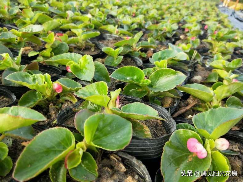 四季秋海棠怎么养护和管理,四季海棠初春烂叶怎么养殖