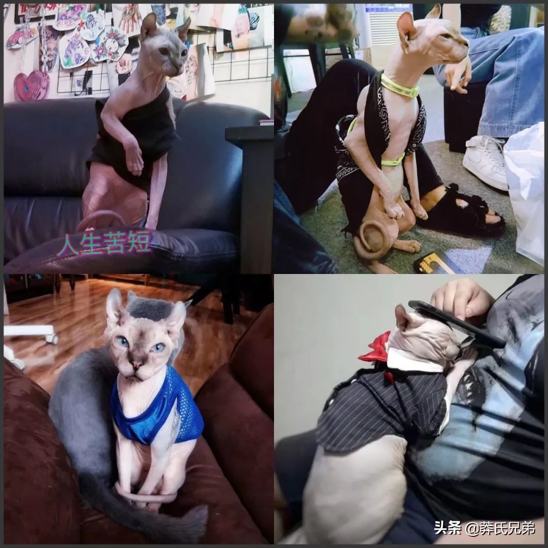 宠物秀场最新动态,亚宠展宠物时装秀人气火爆现场