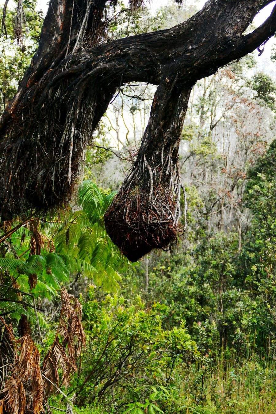 夏威夷热带之旅,夏威夷旅游之旅