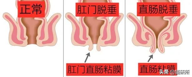 猫咪会长毛囊炎吗,猫咪会长老年斑吗