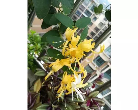 桐城花事：幽香的金银花