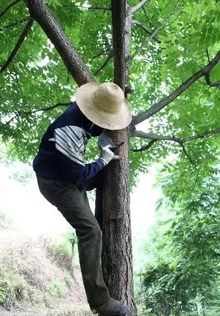 木蜡油和桐油漆有什么区别,油漆水性漆木蜡油出来效果对比