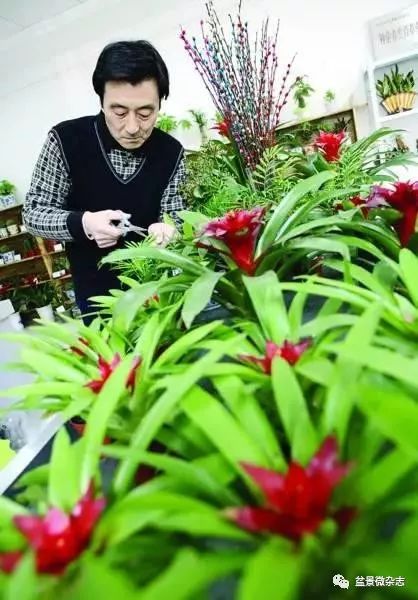 70岁开什么盆景店好,开个小盆景店好吗