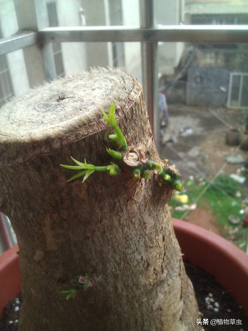 发财树冒芽但就长不起来怎么办,发财树锯到什么位置最容易冒芽
