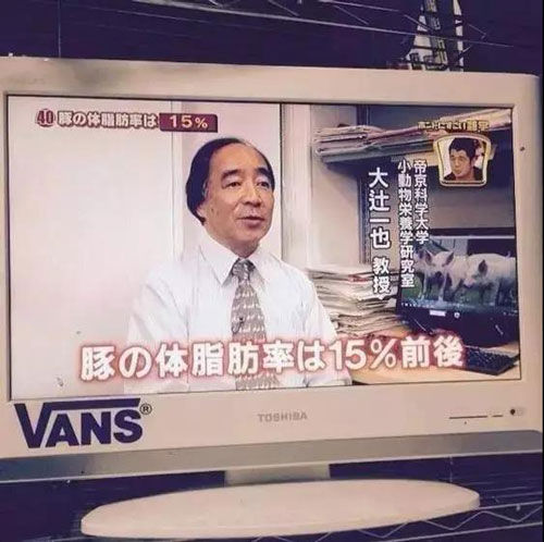 猪的智商体脂率,猪和狗的体脂率