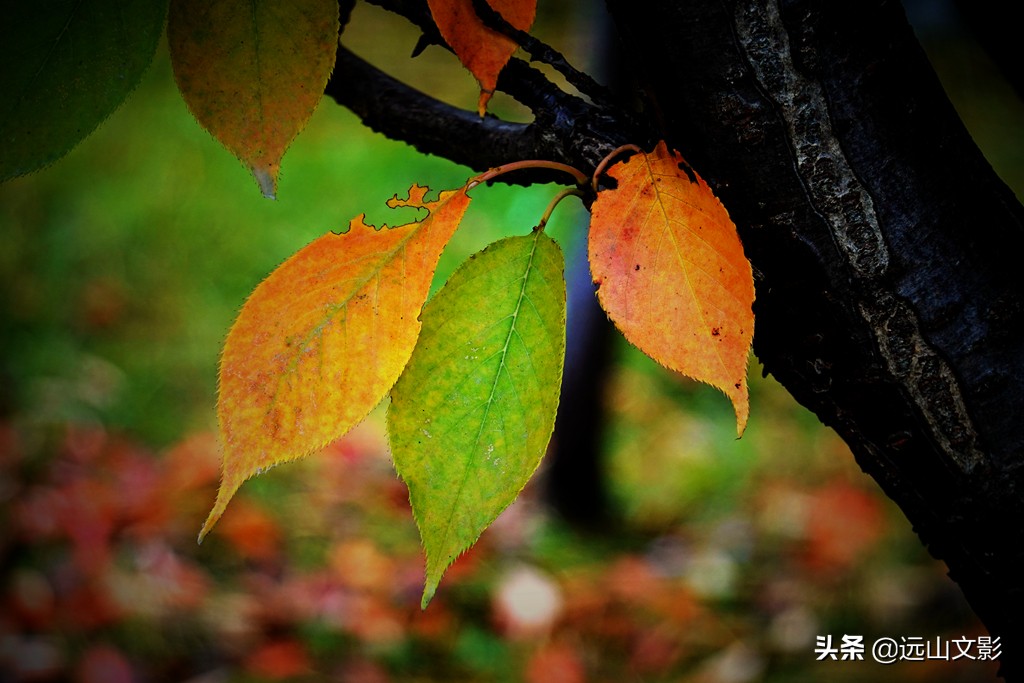 索尼黑卡二怎么拍,索尼黑卡2大光圈拍视频